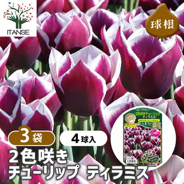 【品種特徴】ティラミスは、花弁の基部がクリームホワイトと先端に向かって濃いレッドブラウンやワインレッドがグラデーション状に入る、デザートのティラミスを思わせる独特の色合いが特徴のチューリップです。咲き進むにつれて色のコントラストが変化し、観...