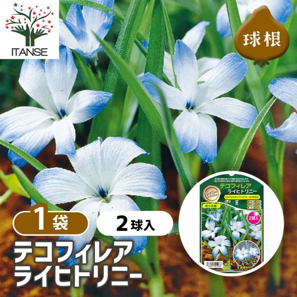 球根 テコフィレア シアノクロッカス ライヒトリニー 花球根 2球/1個