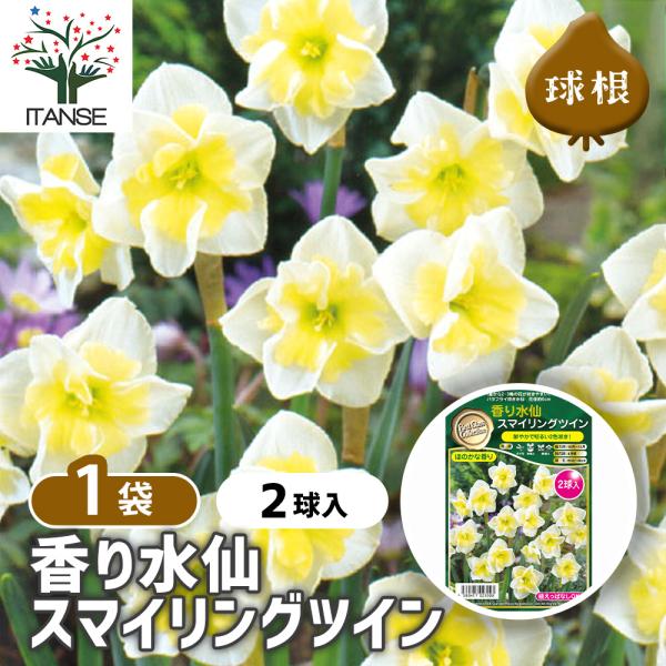 【品種特徴】スマイリングツインは、淡い黄色の花びらに、濃い黄色のフリルカップを持つバイカラーのバタフライ咲き水仙です。草丈は30〜40cm程度で、秋に植え付けて春に開花します。淡い黄色の花びらを縁取るように濃い黄色のフリルカップがアクセント...