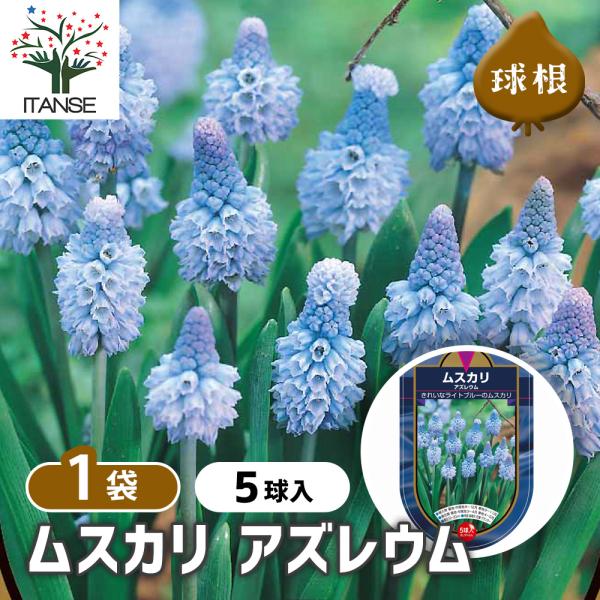 ムスカリ球根　アズレウム①　５球根＋ピンク&ホワイト ムスカリ球根 アズレウム① 5球根＋ピンク&ホワイト 国華園オンライン