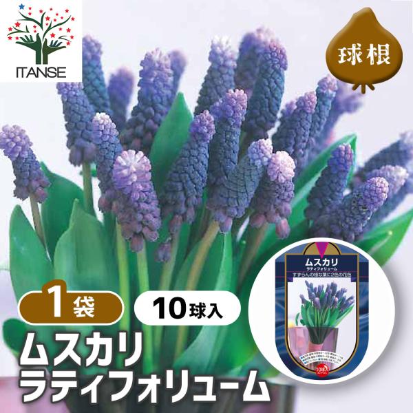 【品種特徴】ラティフォリュームは、青紫から濃紫への美しいグラデーションが楽しめるムスカリです。花穂の下部は濃い紫色、上部は明るい青紫色になり、一本の花穂で濃淡の変化がはっきりと見られるのが特徴です。寄せ植えや花壇、ロックガーデンに映え、チュ...