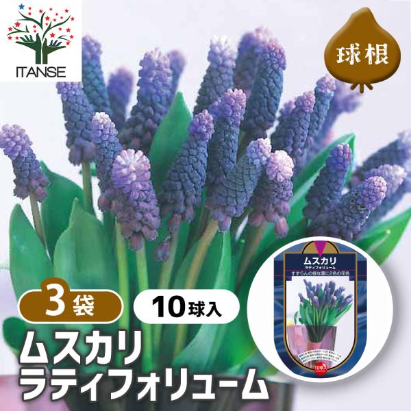 球根 ムスカリ ラティフォリューム 花球根 10球/お買い得3個セット