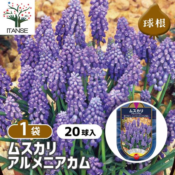 【品種特徴】 アルメニアカムは、ムスカリの基本種として園芸品種の親となっています。 青紫色の美しい花を咲かせ、群生させたり、チューリップやビオラ、パンジー、ヒアシンスなどと寄せ植えも良く合います。 葉は線形で、花茎から穂状花序を伸ばし、花序...