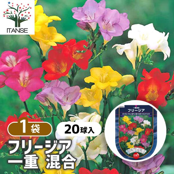 ※球数の内訳はなく、ランダムに詰め合わせておりますので品種指定などはできません。 【品種特徴】 花びらが1枚ずつすっきりと開き、清楚で軽やかな印象を与えます。 花の形がシンプルな分、香りが際立ち、切り花としても人気です。 茎がしなやかで、花...