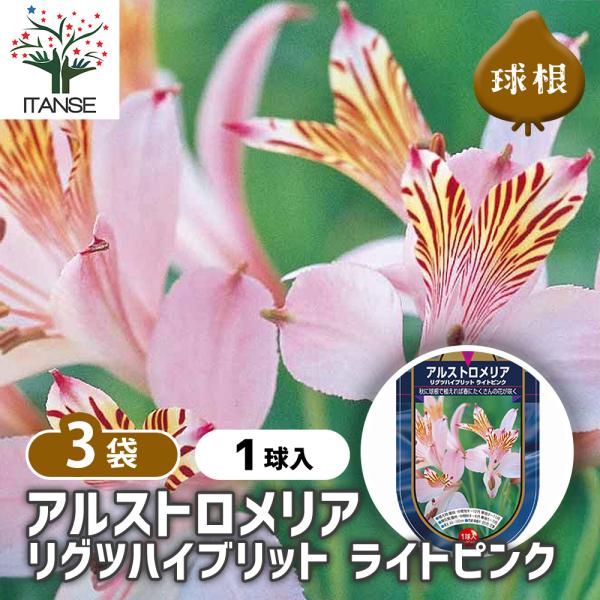 アルストロメリア リグツハイブリットの育て方と楽しみ方