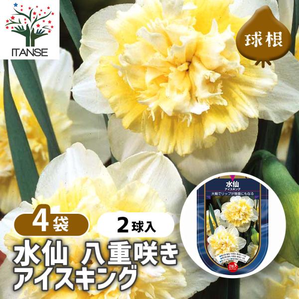 球根 水仙八重咲き アイスキング 花球根 2球/お買い得4個セット 球根の
