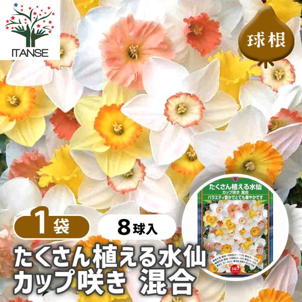 ※球数の内訳はなく、ランダムに詰め合わせておりますので品種指定などはできません。 【品種特徴】 カップ咲きの水仙をあつめたバラエティ豊かなパックです。 とても華やかで花壇やお庭を彩ります。【検索キーワード】たくさん植える水仙 カップ咲き 混...