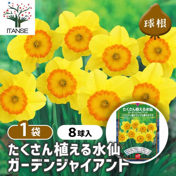 球根 たくさん植える水仙 ガーデンジャイアント 花球根 8球/1個売り