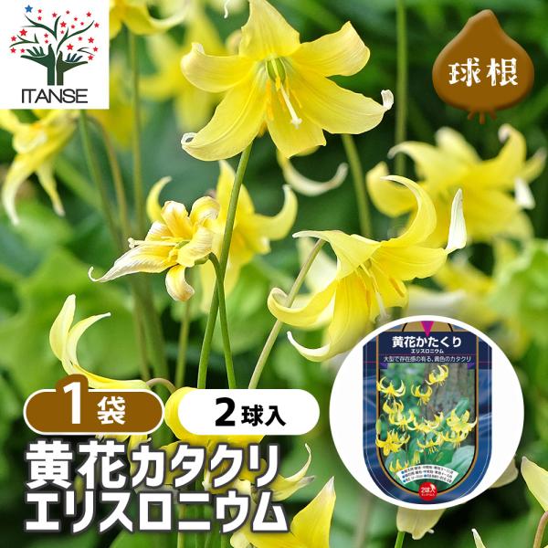 【品種特徴】黄花(キバナ)カタクリは、北アメリカ原産のエリスロニウム・トルムネンセの交配種です。日本カタクリより大きく、花数が多いかつ増やしやすく、丈夫なので育てやすい品種です。花言葉は「私だけを見て」「嫉妬」で、恋にまつわる言葉をもってい...