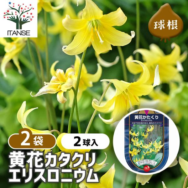 【品種特徴】 黄花(キバナ)カタクリは、北アメリカ原産のエリスロニウム・トルムネンセの交配種です。 日本カタクリより大きく、花数が多いかつ増やしやすく、丈夫なので育てやすい品種です。 花言葉は「私だけを見て」「嫉妬」で、恋にまつわる言葉をも...