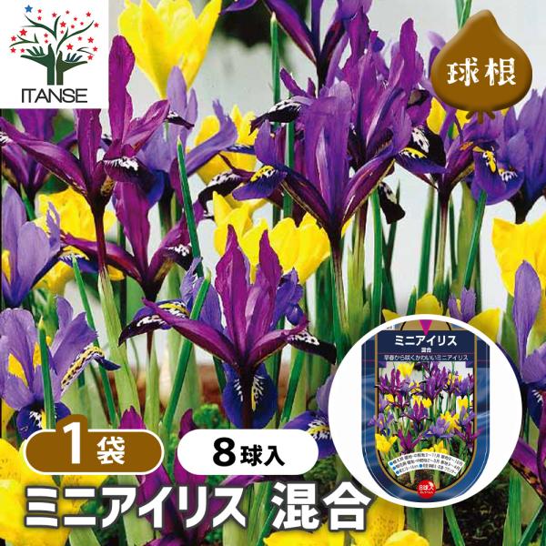 ※球数の内訳はなく、ランダムに詰め合わせておりますので品種指定などはできません。【品種特徴】ミニアイリスの紫色・青色・黄色の花をまとめました。草丈は10〜15cmほどとコンパクトで、花径は5〜7cmと存在感があります。黄色い筋模様とのコント...