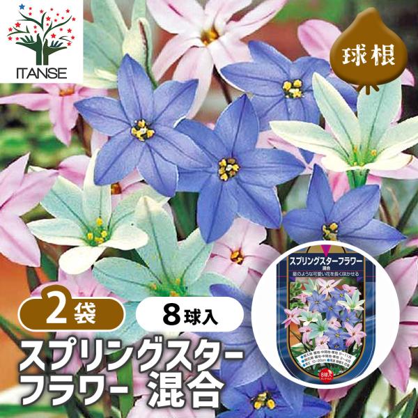 ※球数の内訳はなく、ランダムに詰め合わせておりますので品種指定などはできません。 【品種特徴】 白・ピンク・青の花色を一つにまとめたパックです。この一袋だけで花壇や鉢植えを春らしくカラフルに彩ることができます。 耐寒性が強く、植えっぱなしで...