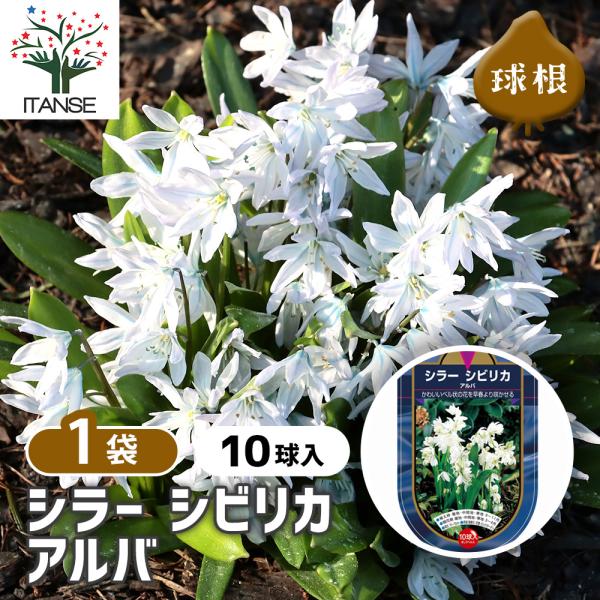 【品種特徴】 アルバは、シラー・シビリカの白花品種で、小さなベル状の花が房状に咲き、早春の庭や鉢植えに清楚な印象を与えます。 草丈は10〜15cmほどで、花壇の前列や鉢植え、ロックガーデンにも映えます。 群生させると、青い絨毯のように彩られ...
