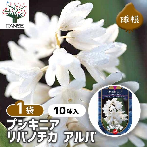 【品種特徴】 プスキニアは、早春、まだ寒さが残るころから咲き出す、春の妖精のような花です。 ヒアシンスを小さく可憐にしたような姿と、透き通るような清楚な花色が魅力です。 リバノチカ・アルバは、白色の花がとても華やかで魅力的です。【検索キーワ...