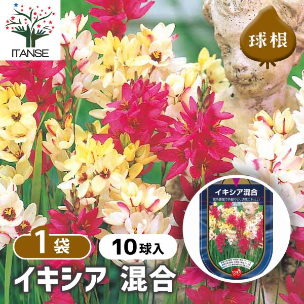 ※品種・花色の内訳はなく、ランダムに詰め合わせておりますので品種・花色指定などはできません。 ※パッケージ通りのお花が咲くわけではございません。予めご了承ください。【品種特徴】花色豊富で彩り鮮やかなイキシアをまとめたミックスパックです。赤・...