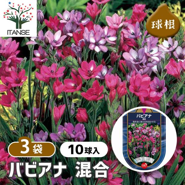 バビアナ混合10球セットで彩る春の花壇