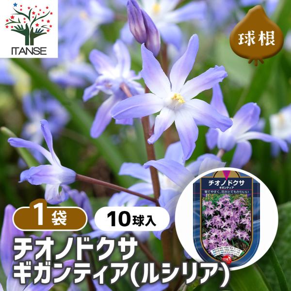 【品種特徴】 ギガンティア(ルシリアエ)は、チオノドクサの中でも大輪系統に属し、星形の花を複数つけ、比較的大きめの花を楽しめる品種です。 花色は明るいバイオレットブルー(淡紫〜青紫)で、中心部には明瞭な白いアイを持つため、コントラストが美し...