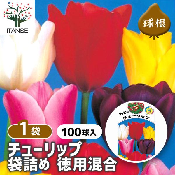 ※品種・花色の内訳はなく、ランダムに詰め合わせておりますので品種・花色指定などはできません。 ※パッケージ通りのお花が咲くわけではございません。予めご了承ください。 【品種特徴】 チューリップの混合お徳用パックです。 一袋で様々な色が楽しめ...