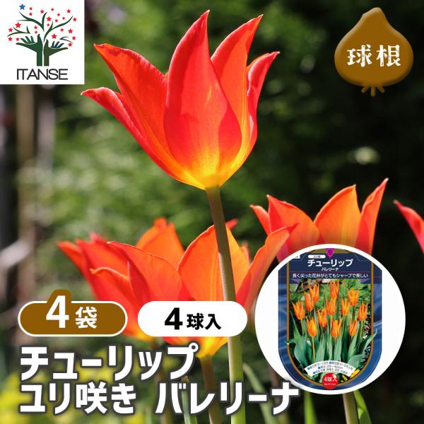 ユリ咲きチューリップ バレリーナの魅力と育て方