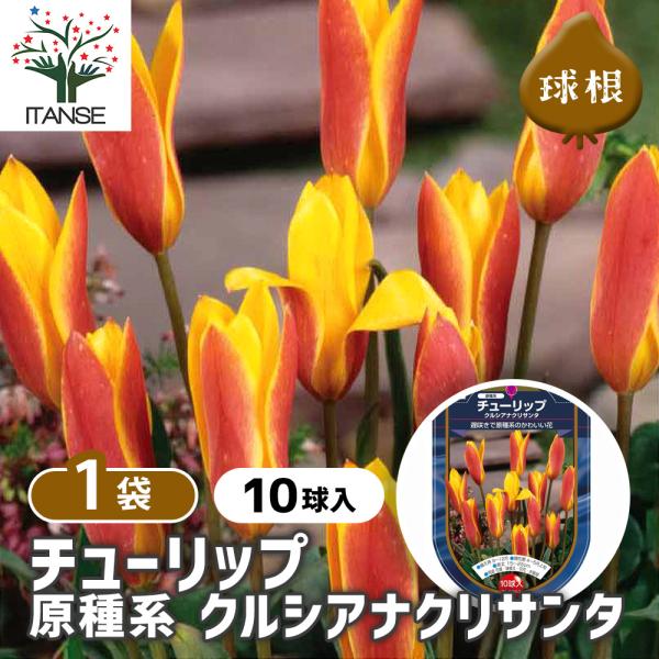【品種特徴】クルシアナ・クリサンサは、鮮やかな黄色の花弁に赤みを帯びた外側の色合いが特徴的な原種系チューリップです。草丈は約15〜25cmで、春に開花します。花弁は細長く、開花すると星形に広がり、ナチュラルな雰囲気を醸し出します。耐寒性があ...