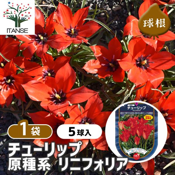 花球根 チューリップ 原種系 リニフォリア 5球/1個売り 球根の花