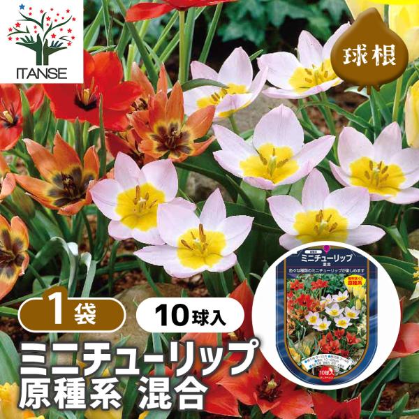 ※品種・花色の内訳はなく、ランダムに詰め合わせておりますので品種・花色指定などはできません。 ※パッケージ通りのお花が咲くわけではございません。予めご了承ください。 【品種の特徴】 色とりどりの原種系チューリップを詰め合わせたパックです。 ...