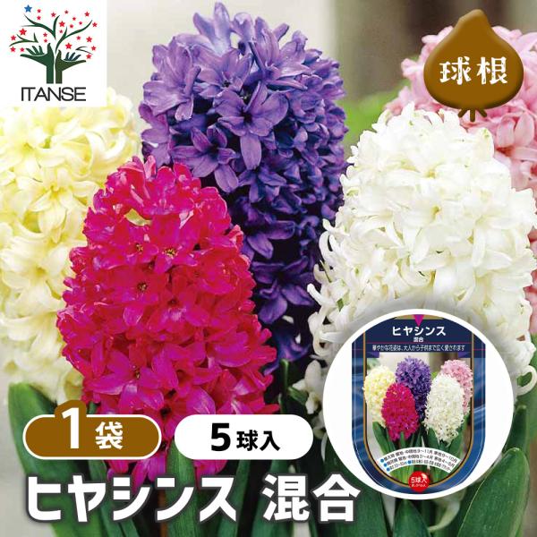 花球根 ヒヤシンス 混合 5球/1個売り 球根の花 鉢植え 地植え