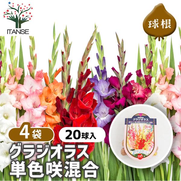 花球根 徳用グラジオラス 単色咲混合 20球/お買い得4個セット 球根の花