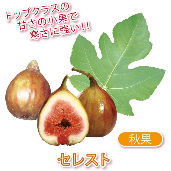 ITANSE イチジク苗 ミニイチジク セレスト 果樹苗 9cmポット 2個セット