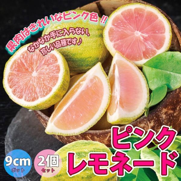 学名：Citrus limon　'Pink Lemonade'ミカン科ミカン属の半耐寒性常緑低木　(-5℃程度)花期：晩春〜秋樹高：2m程度(剪定により高さ調整可能)自家結実性で1本でも実る。★果肉はきれいなピンク色で種が少ない★自家結実性...