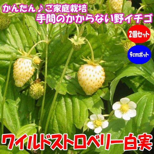 ●ご家庭でも比較的放任で簡単に育てることができる野いちごです！バラ科 / オランダイチゴ属耐寒性多年草学名：Fragaria vesca英名：Wild Strawberry草丈 : 10〜20cm開花期 : 4月〜6月（9月〜10月）耐寒性...