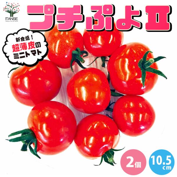 赤ちゃんのポッペのように皮がプヨプヨに柔らかい、新食感ミニトマト!!皮が薄すぎて、青果市場ルートでは流通できないので、自分で育てて作るしかないプレミアムミニトマト!!丸ごと口に放り込むと、熟したサクランボを噛んだ時のように食感が柔らかく、皮...
