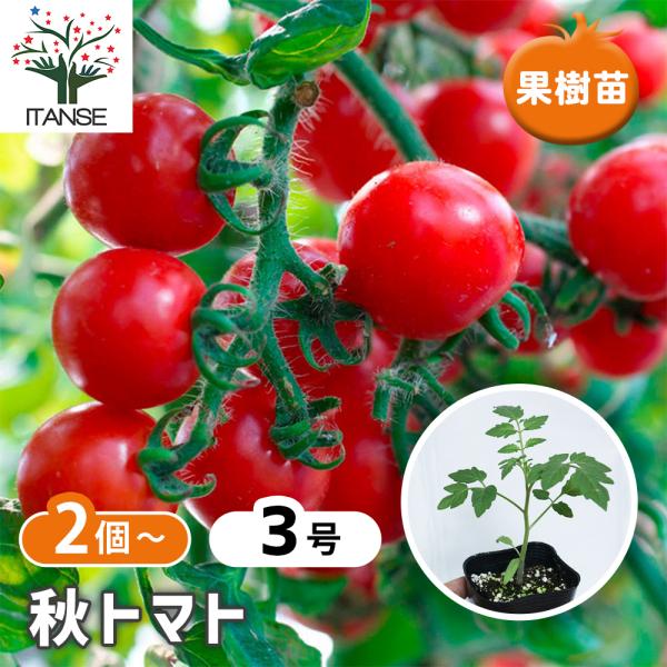 真夏の暑さ、秋の日照時間の短い季節や、弱光線でも開花結実しやすい強健な品種です！糖度ものりやすく、食味が良い美味しいミニトマトです。野菜用深めのプランターでも簡単に栽培できます。6月から少し涼しくなった9月に植えて秋に収穫できるミニトマトで...