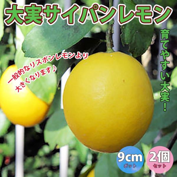 気温が高い時期は強健で育てやすい大実レモンです！四季なり性のユーレカ種で、花つきが良く多果性です。9月ころから収穫でき、糖度が高くまろやかな風味です。果皮が緑色のうちに利用するので別名グリーンレモンとも呼ばれます。サイパン島のすぐ近くにある...