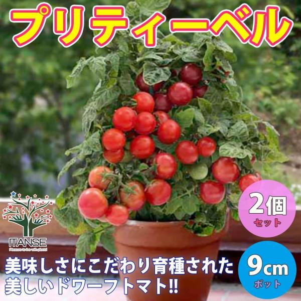 手軽に栽培可能!!ドワーフトマトとは草丈が非常に低い（矮性）のタイプのミニトマトで、手軽にコンパクトに育てられるのでベランダ菜園や室内窓辺栽培にも最適なミニトマトです。面倒なトマトのわき芽かき不要!!一般的にトマトを育てる場合、茎と葉茎の間...