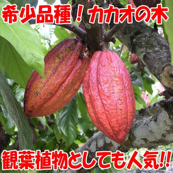 ITANSE カカオの木の苗木 品種:フォラステロ(FORASTERO) 果樹苗 3年生実生苗 6号ロングポット 1個 送料無料 イタンセ公式