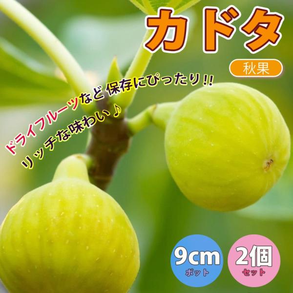 エカチェリーナイチジク4種セット 3nen-saibai-momo.jpg