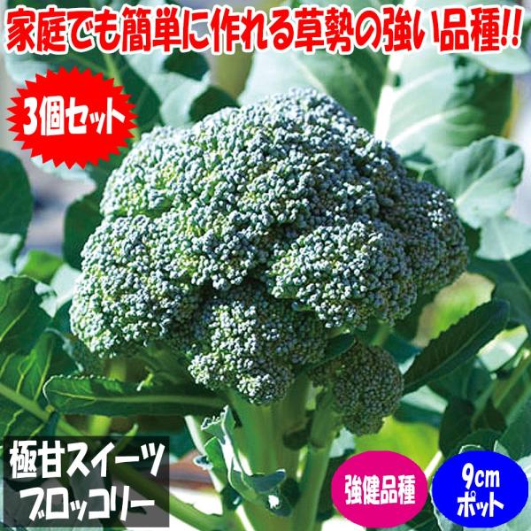 「極甘!スイーツブロッコリーの苗 お買い得3個セット」【野菜苗9cmポット お買い得3個セット】フルーツ並みの糖度で料理の主役になれる最新ブロッコリー品種!極甘No.1!!花蕾はもちろん茎まで甘い！花蕾重量300〜400g程度でボリューム感...