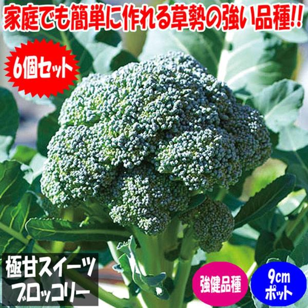 「極甘!スイーツブロッコリーの苗 お買い得6個セット」【野菜苗9cmポット お買い得6個セット】フルーツ並みの糖度で料理の主役になれる最新ブロッコリー品種!極甘No.1!!花蕾はもちろん茎まで甘い！花蕾重量300〜400g程度でボリューム感...