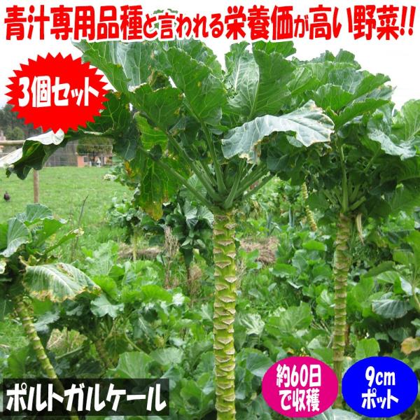 ケールは非常に栄養価の高い野菜であると言われています。下葉から葉をかき取って随時収穫し、中央の茎を伸ばしていくタイプのケール。「青汁専用品種」と言われているが、葉をきざんで煮込みやケールスープにしてもコクがあって美味しい。栄養価が高く、特に...
