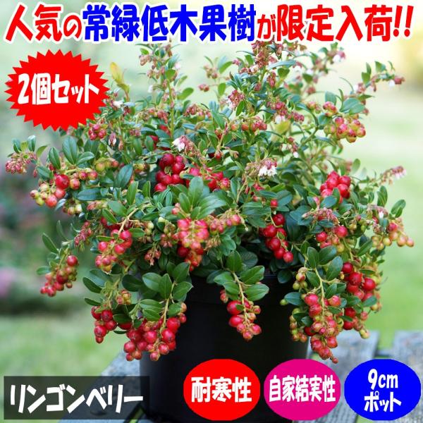 赤い実が美しく、寒さにとても強く簡単に放任栽培可能！人気のため品薄の常緑低木果樹！リンゴンベリーには驚く程の量のビタミンEが含まれ、またマンガンも豊富に含まれており良質な食物繊維を摂取できます。様々なポリフェノールも含まれています。北欧など...