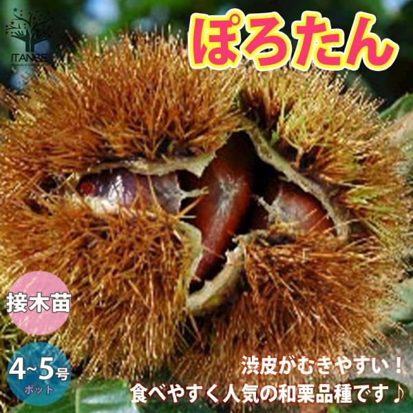渋皮が剥きやすく甘い日本栗の「ぽろたん」です。「ぽろたん」は、全国のクリの産地で栽培可能で「ぽろすけ」と併せて栽培する事により、安定して渋皮が剥きやすい栗の収穫期間を拡大出来ます。栗は同じ品種の花粉では実がつきにくい性質(自家不和合性)をも...