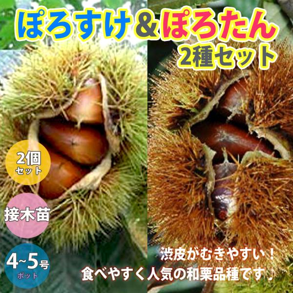 お互いが受粉樹となるベストマッチの2品種セットです。渋皮がとても剥きやすいように改良された品種で、日本栗なのに加熱すると渋皮を綺麗にむくことが出来ます。果肉は黄色く、粉質で甘味が強い。「ぽろたん」と「ぽろすけ」を近くに植えると受粉しやすくな...