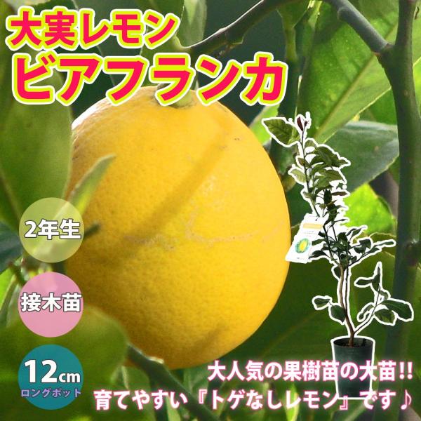レモン苗 大実レモン ビアフランカの苗木 果樹苗 12cmロングポット 2 