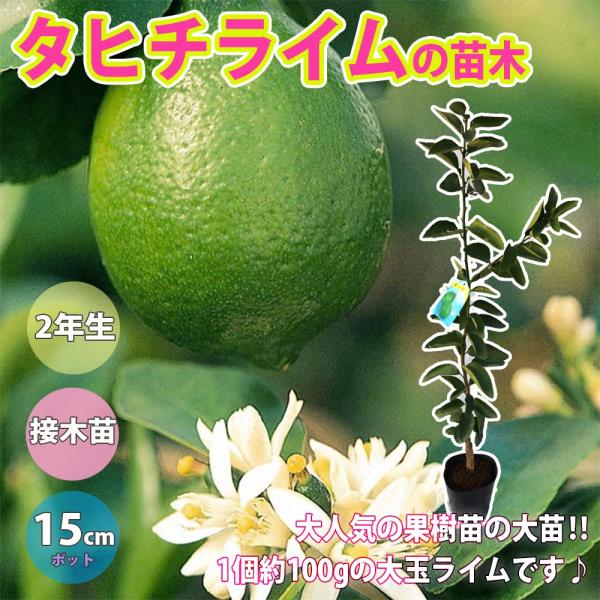 ライム苗 タヒチライムの苗木 果樹苗 15cmポット 2年生接木苗 樹高約60cm 1個 送料無料 Nae 野菜苗 植物 青果物販売のitanse 通販 Yahoo ショッピング