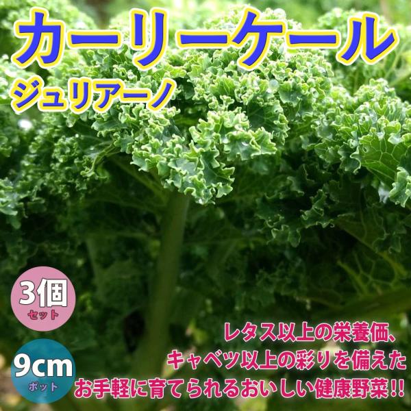 サラダだけでなく、煮込んでも炒めてもおいしいカーリーケール。ブロッコリーよりも手軽に使えて、キャベツよりも彩りが良くレタスよりも栄養価が高い。葉を刻めばパセリの代用にも！小さくカールしたちりめん状の細長い葉が特徴！見た目より柔らかく、苦みや...