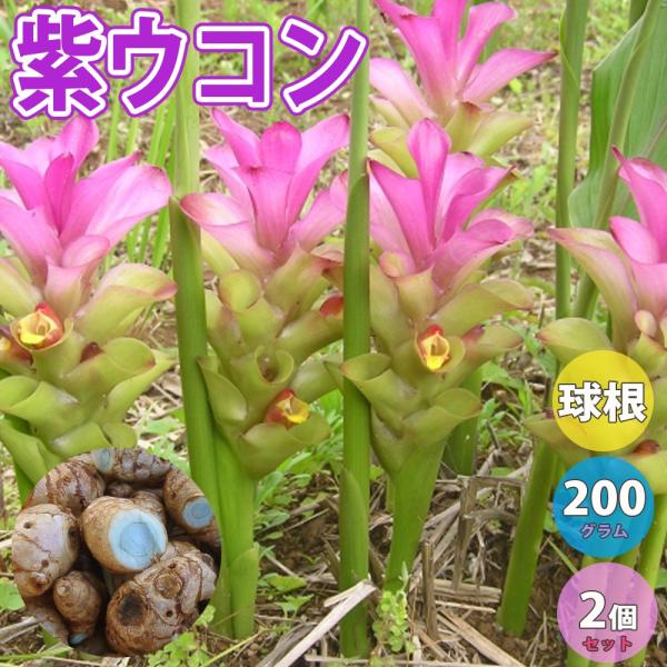 ITANSE 種芋 紫ウコン 200g 2個 莪朮 ガジュツ 種いも たねいも 種生姜 種しょうが 生姜 うこん 香辛料 スパイス 送料無料 イタンセ公式