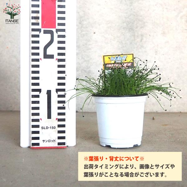 ITANSE �l�M�c ����˂� ���������c ��ؕc 9cm�|�b�g 2�Z�b�g �˂��c �������� �K �˂� �l�M �c �C�^���Z���� ���i�摜1