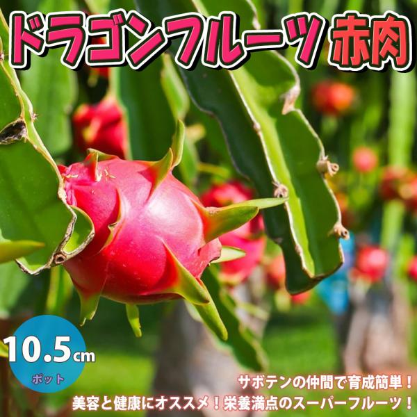 果樹苗 ドラゴンフルーツ赤肉 10 5cm 1個 送料無料 Nae 野菜苗 植物 青果物販売のitanse 通販 Yahoo ショッピング