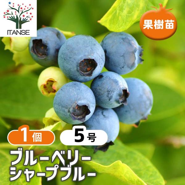 ブルーベリー シャープブルー 果樹苗 3年生 挿し木苗 15cmポット 1個 大実サザンハイブッシュ系ブルーベリー 送料無料 Nae 野菜苗 植物 青果物販売のitanse 通販 Yahoo ショッピング